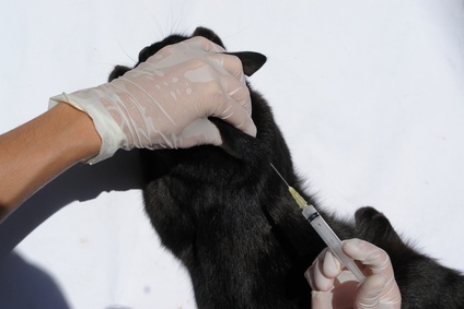 Canvas mobile apps for veterinarians on iPads